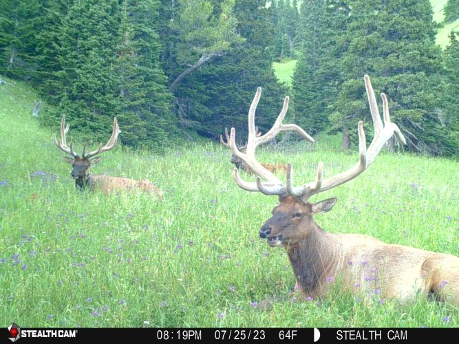 Bedded bulls.jpg