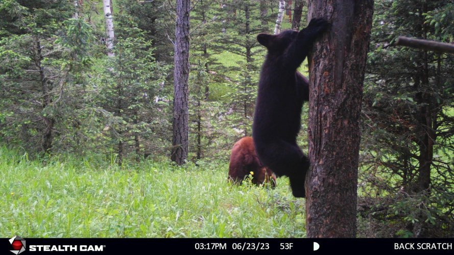 Cub in Tree.jpg