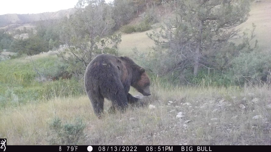 Griz.jpg