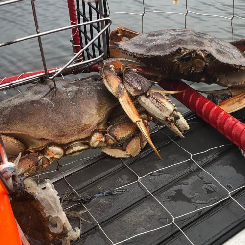 crab2.jpg crab2.jpg
