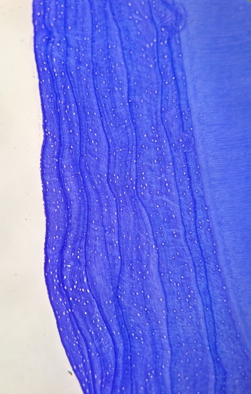 2025 bear tooth_KR.jpeg