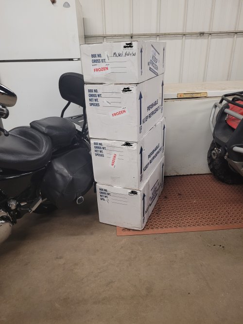 Fish boxes.jpg