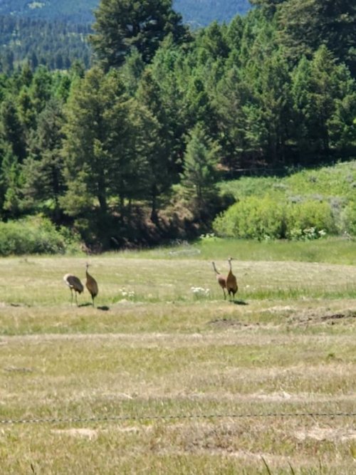 Horse Creek cranes.jpg Horse Creek cranes.jpg