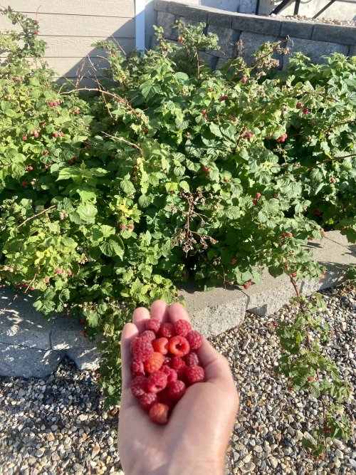 IMG_3582.jpeg IMG_3582.jpeg