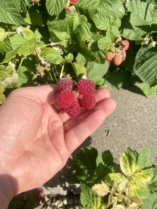 IMG_3583.jpeg IMG_3583.jpeg