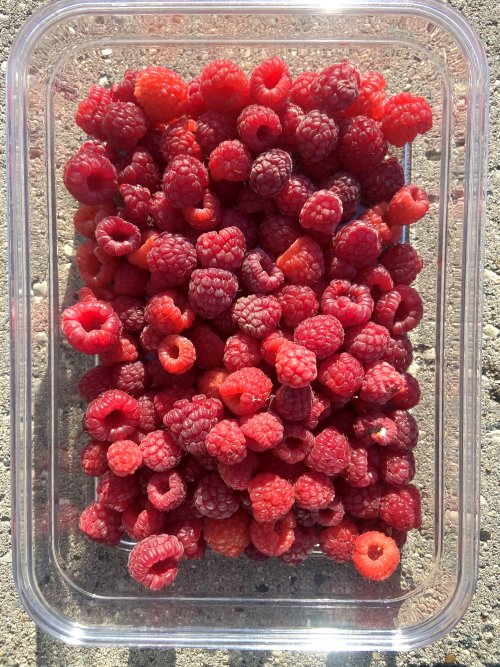 IMG_3584.jpeg IMG_3584.jpeg