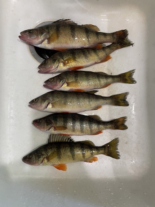 perch.jpg