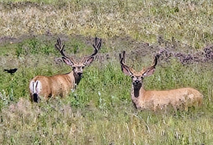 20250708_163546~2.jpg 20250708_163546~2.jpg