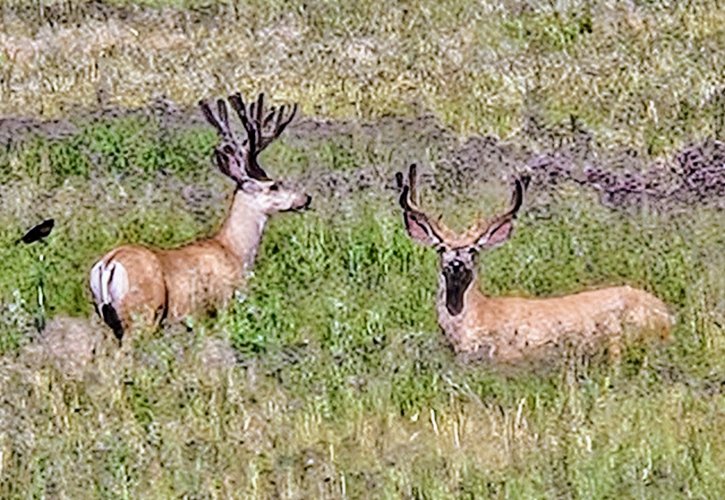 20250708_163545~3.jpg 20250708_163545~3.jpg