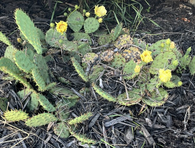 1752024712530.jpeg 1752024712530.jpeg