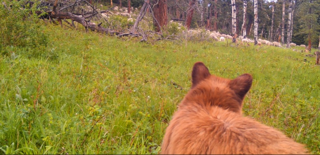 Bear and Sheep.jpg