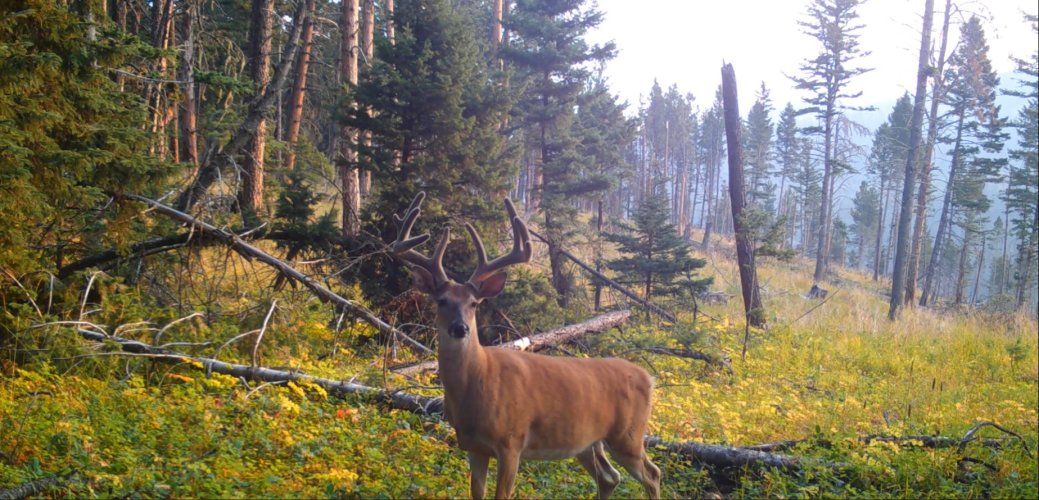 Whitetail.jpg