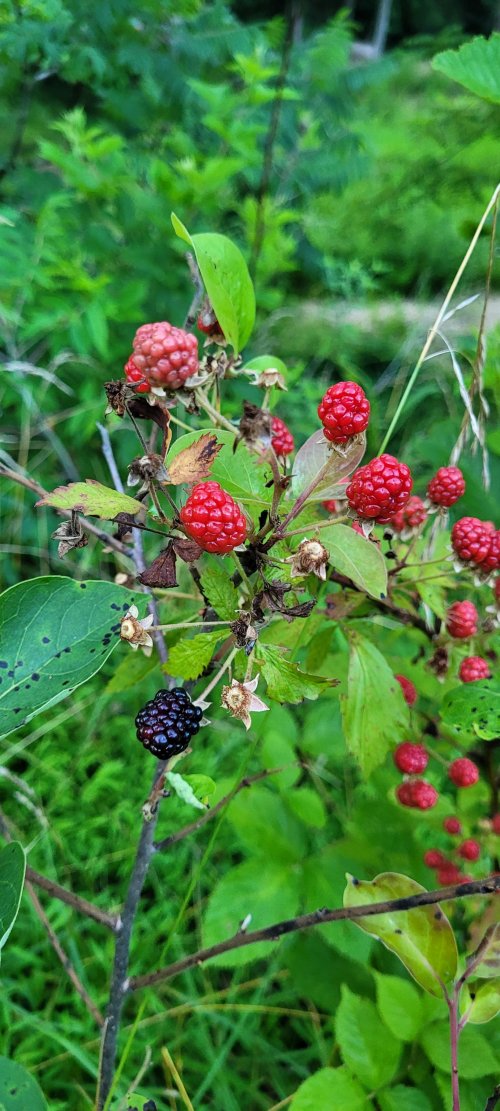 20250709_195427.jpg 20250709_195427.jpg