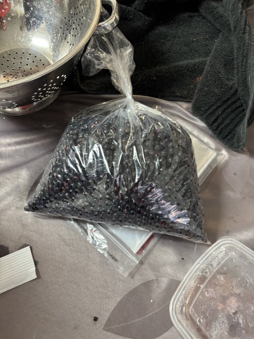 IMG_3588.jpeg IMG_3588.jpeg