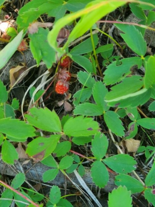 wild strawberries.jpg wild strawberries.jpg