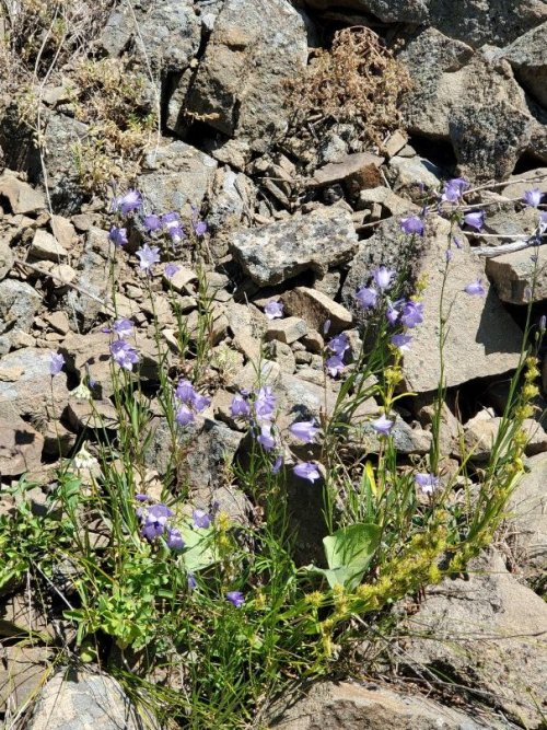 wildflowers.jpg wildflowers.jpg