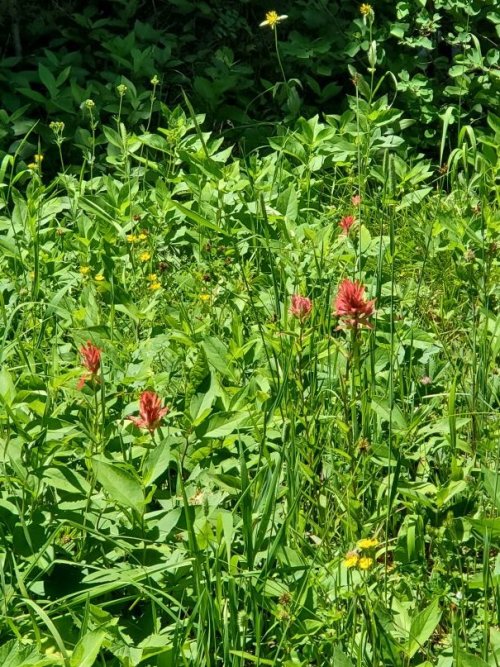 Indian Paintbrush.jpg Indian Paintbrush.jpg