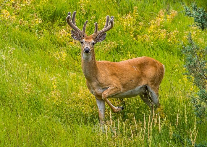 June 2025 a-5200.jpg