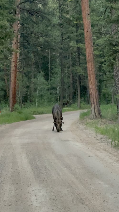 IMG_7495.jpeg IMG_7495.jpeg