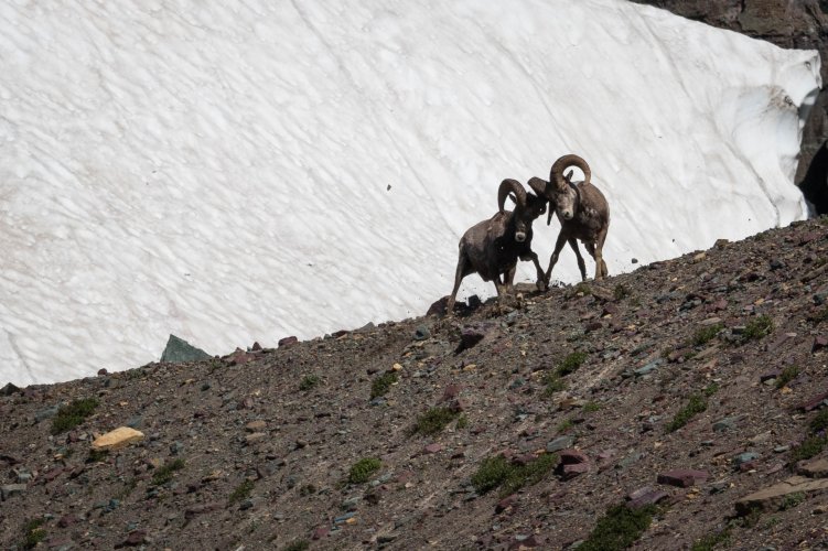 Rams Fighting.jpg