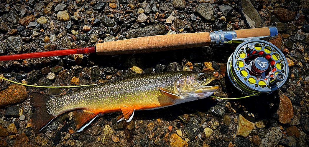 IMG_1121.jpeg IMG_1121.jpeg