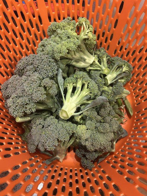 IMG_3295.jpeg IMG_3295.jpeg