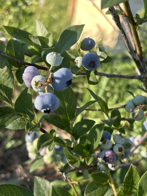 IMG_3276.jpeg IMG_3276.jpeg