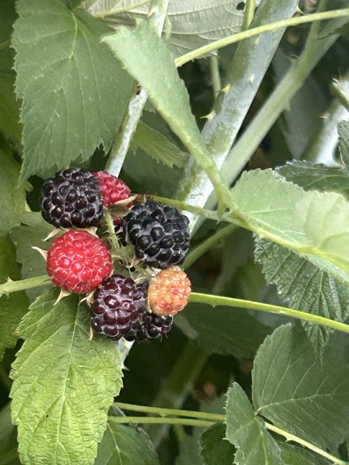 IMG_3281.jpeg IMG_3281.jpeg