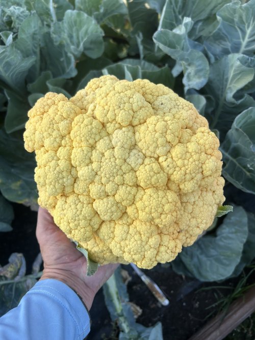 IMG_3279.jpeg IMG_3279.jpeg