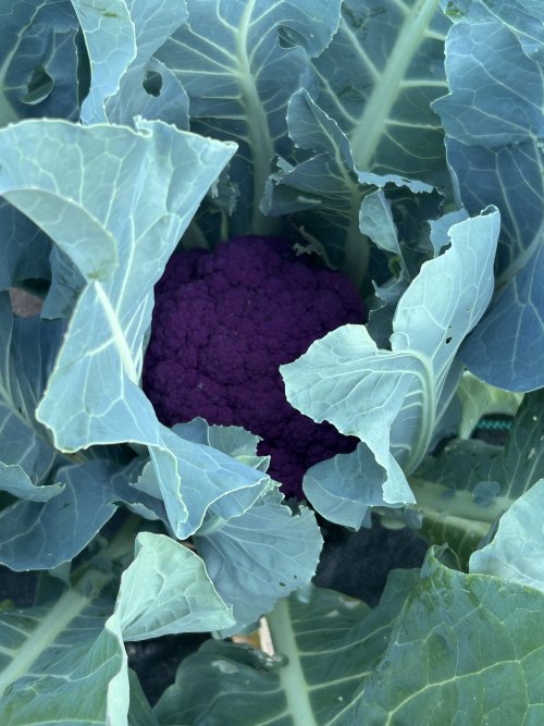 IMG_3278.jpeg IMG_3278.jpeg