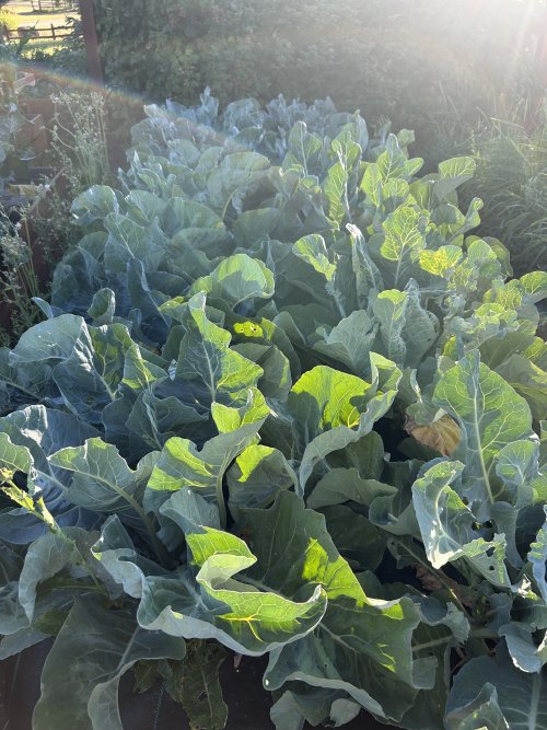 IMG_3274.jpeg IMG_3274.jpeg