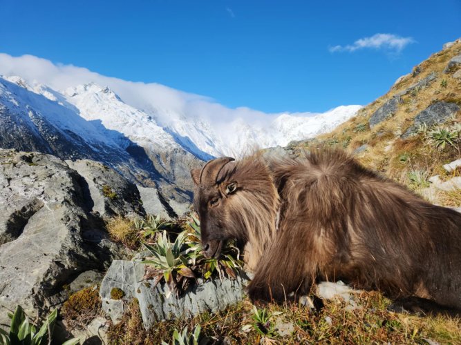 Tahr 1.jpg