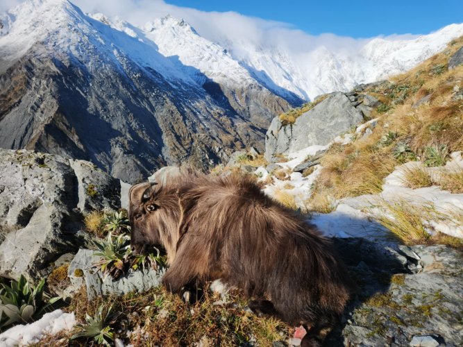 Tahr 2.jpg