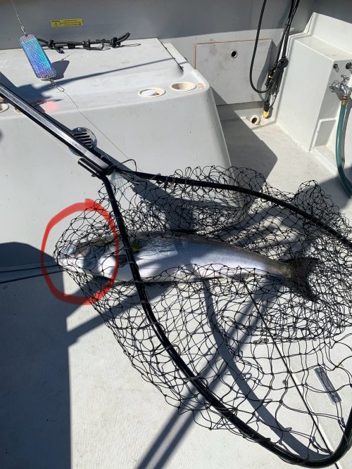 IMG_7930.jpeg IMG_7930.jpeg