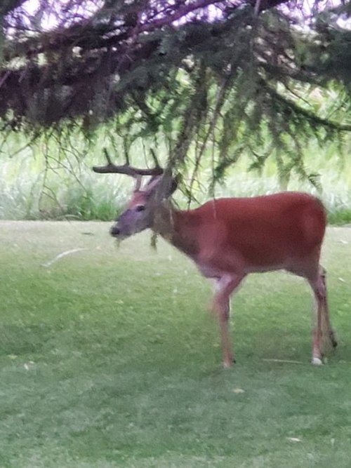 front yard buck.jpg