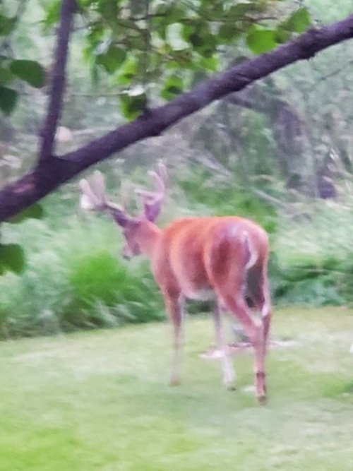 Impressive July buck.jpg