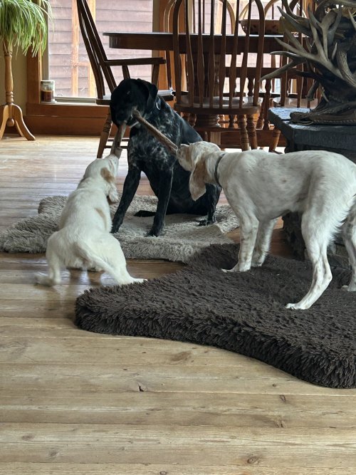 IMG_3330.jpeg IMG_3330.jpeg