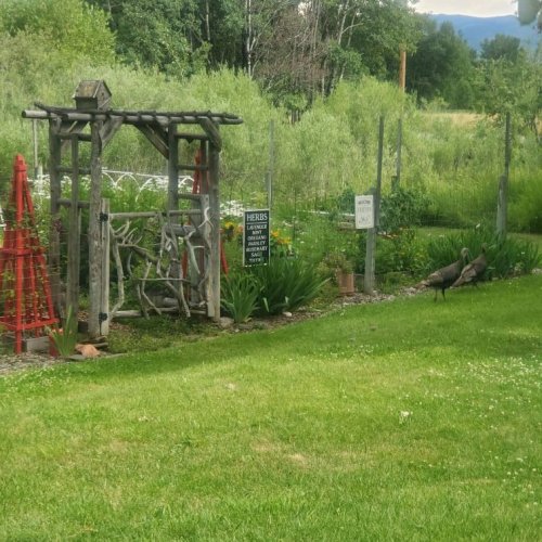 Turkeys in garden July 20, 25.jpg