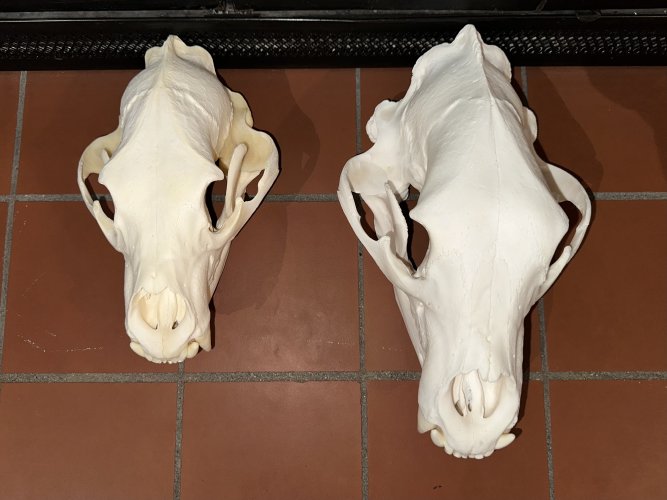 IMG_2070.jpeg IMG_2070.jpeg