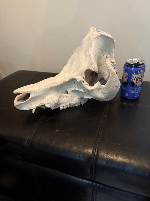 pig skull 2.jpg pig skull 2.jpg