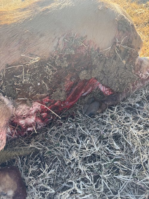 IMG_4917.jpeg IMG_4917.jpeg