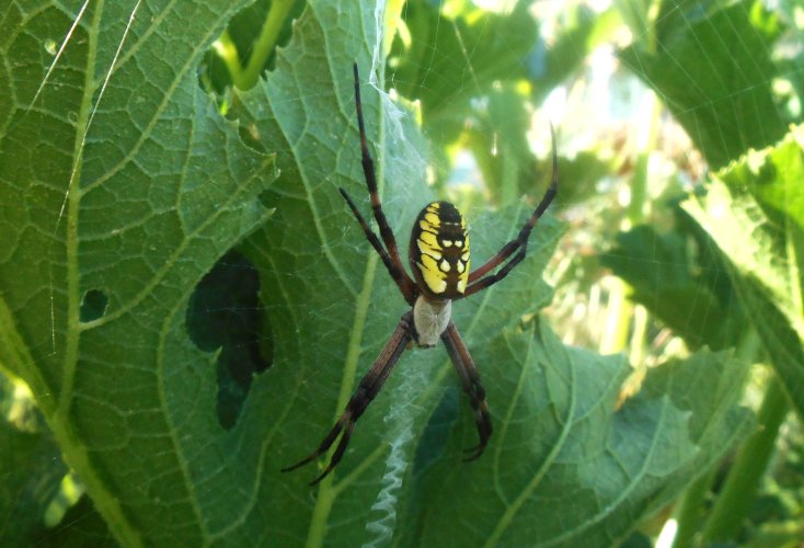 green garden spider.JPG