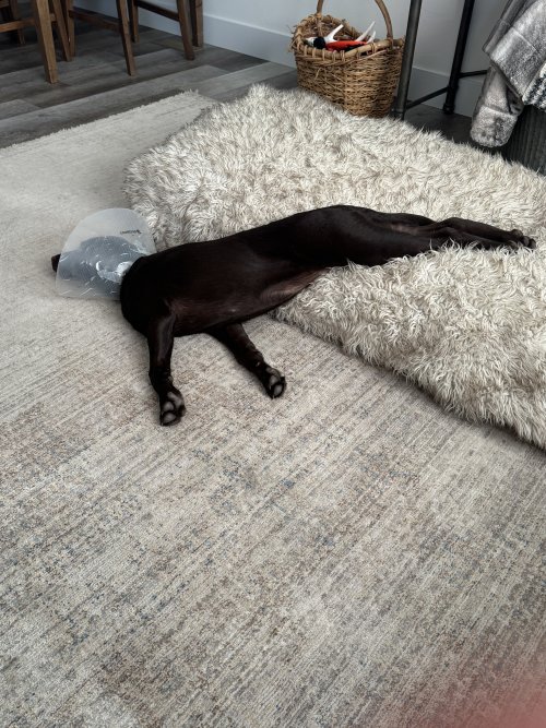 IMG_6437.jpeg IMG_6437.jpeg