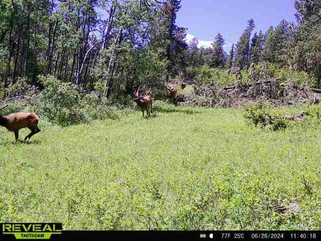 pic4 - 4elkrunning.jpg