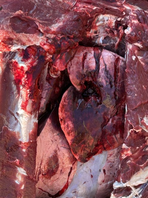 IMG_1356.jpeg IMG_1356.jpeg