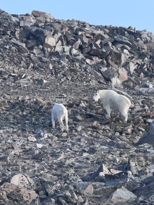 IMG_3786.jpeg IMG_3786.jpeg