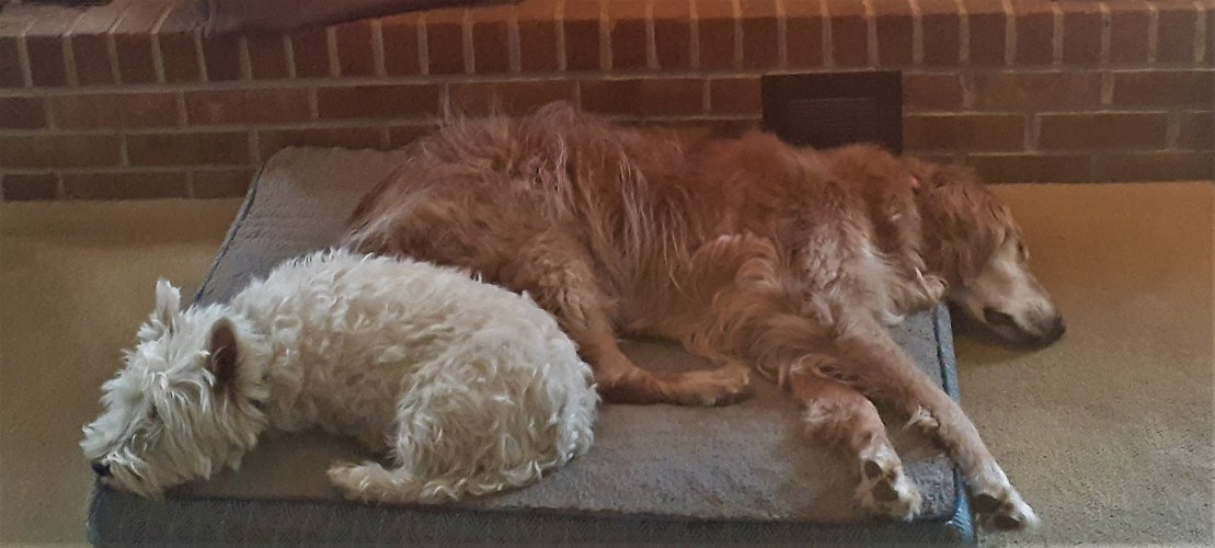 lazy dogs.jpg