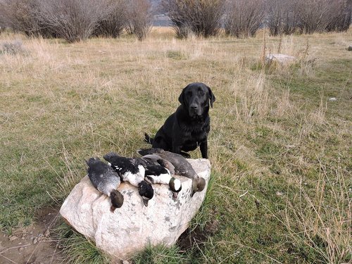 Bart+ducks early 2015 reduced HT.jpg Bart+ducks early 2015 reduced HT.jpg
