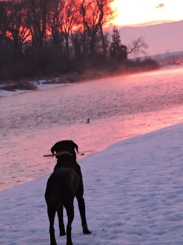 Bart watching duck Jan 2016 reduced HT.jpg