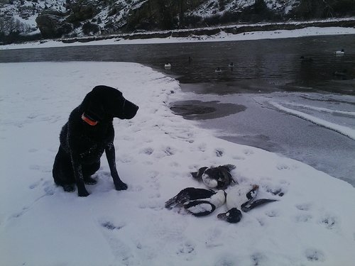 Bart+goldeyes cold river reduced HT Jan 2016.jpg Bart+goldeyes cold river reduced HT Jan 2016.jpg